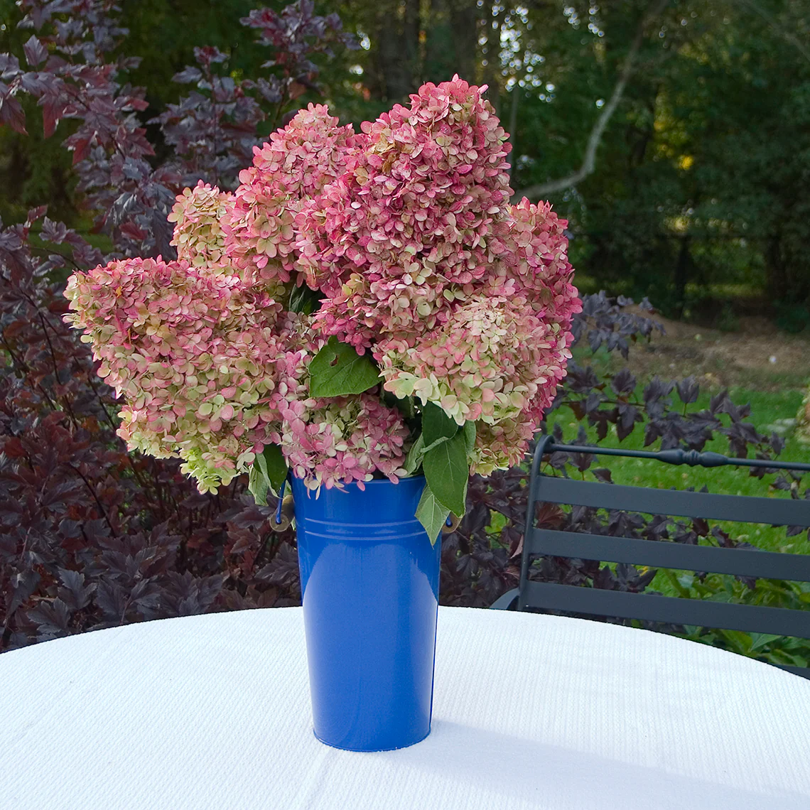 'Limelight' Panicle Hydrangea - Image 6