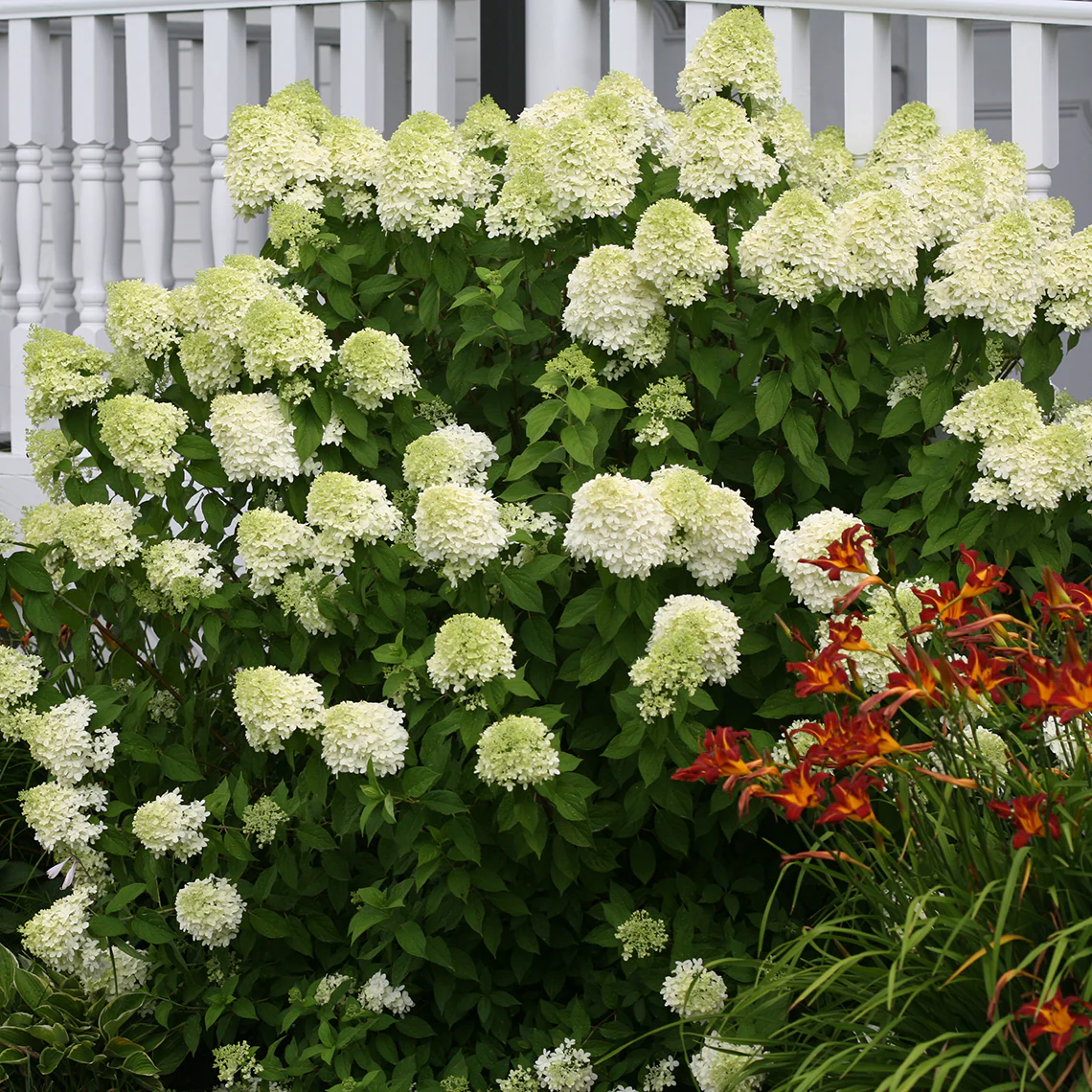 'Limelight' Panicle Hydrangea - Image 7