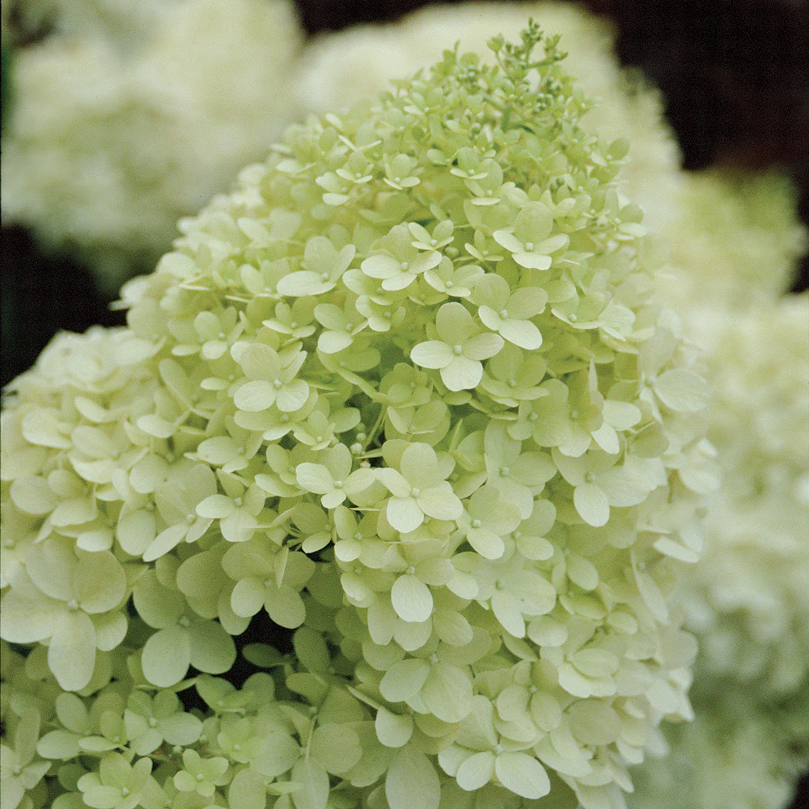 'Limelight' Panicle Hydrangea - Image 8