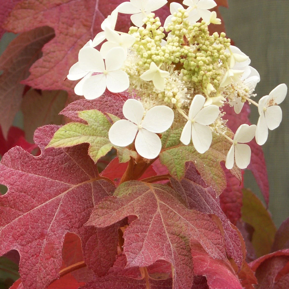 'Little Honey' Oakleaf Hydrangea - DISCONTINUED - Image 3
