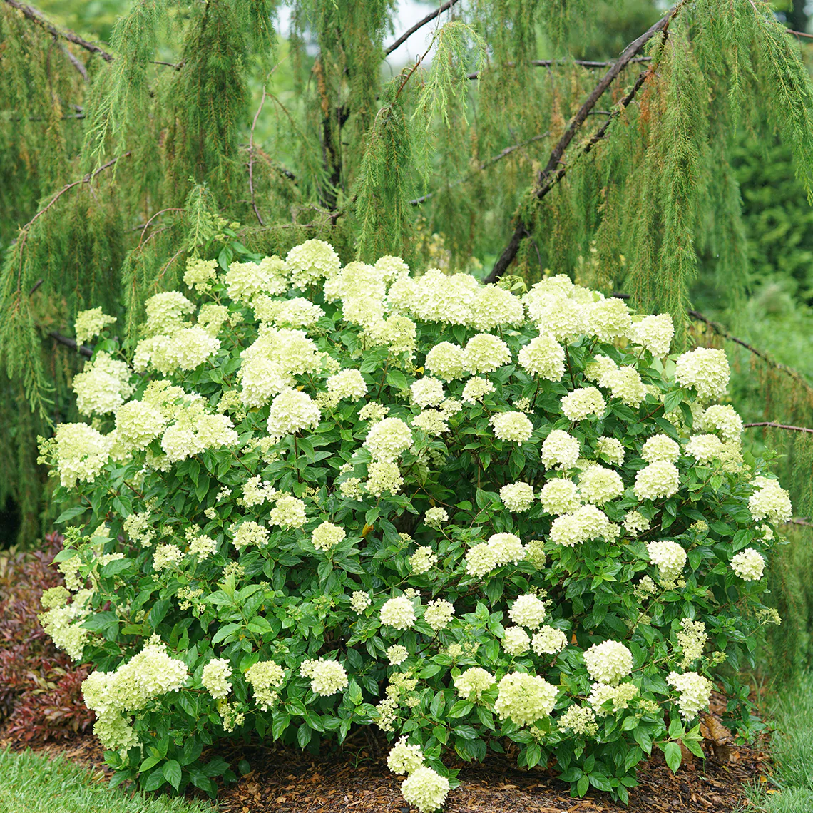Little Lime® Panicle Hydrangea - Image 3