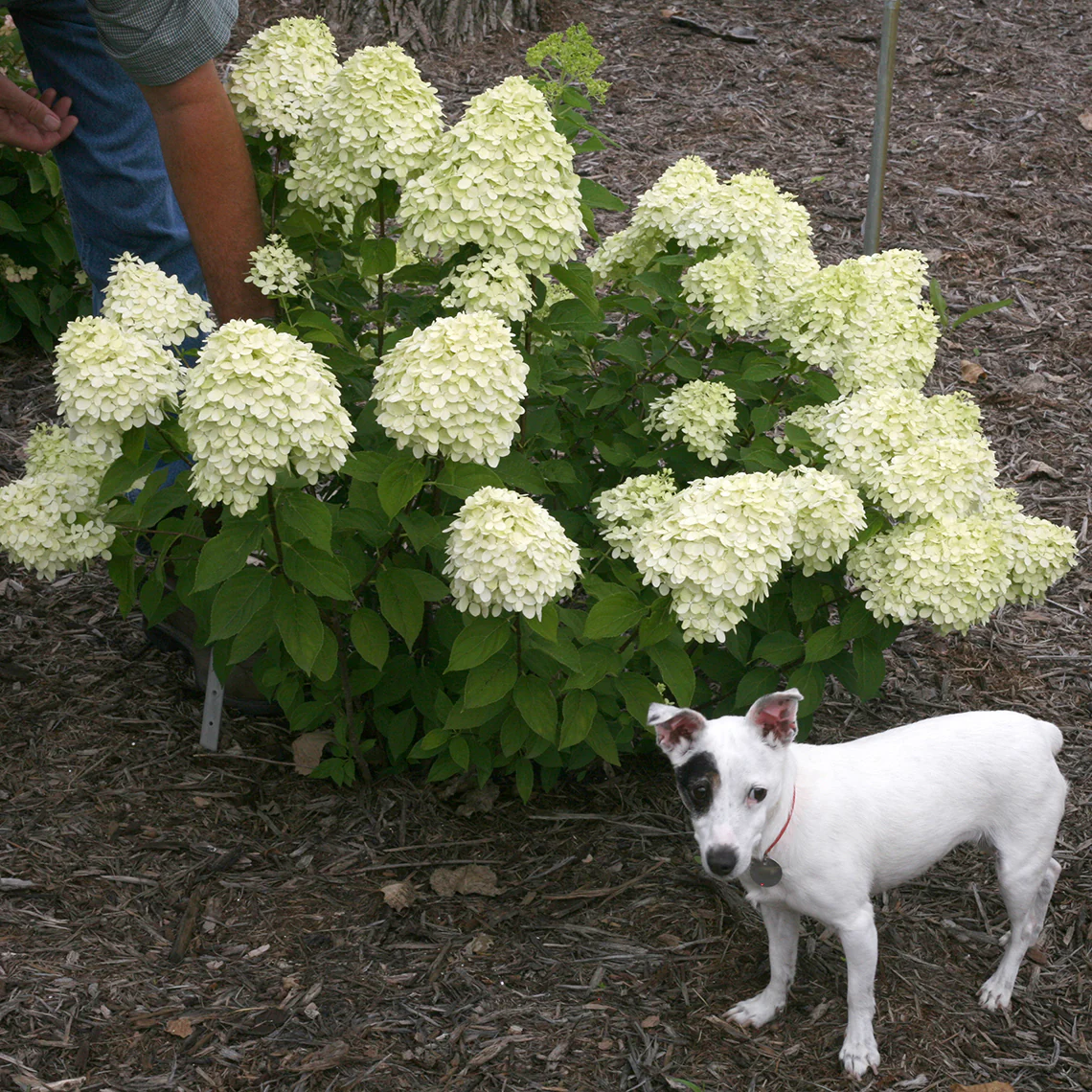 Little Lime® Panicle Hydrangea - Image 4
