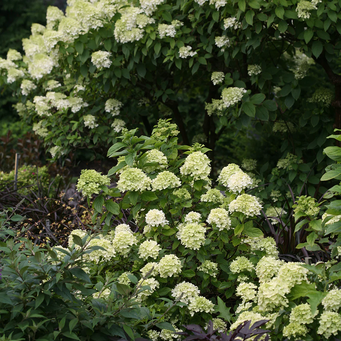 Little Lime® Panicle Hydrangea - Image 5