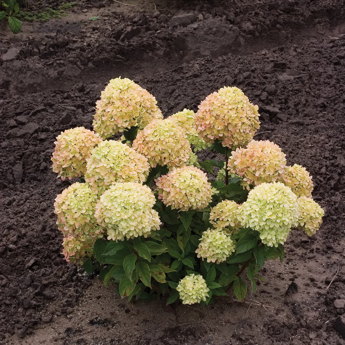 Little Lime® Panicle Hydrangea - Image 7