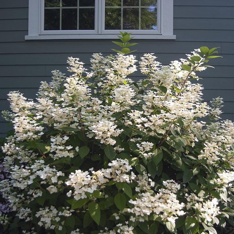 Little Quick Fire® Panicle Hydrangea - Image 3