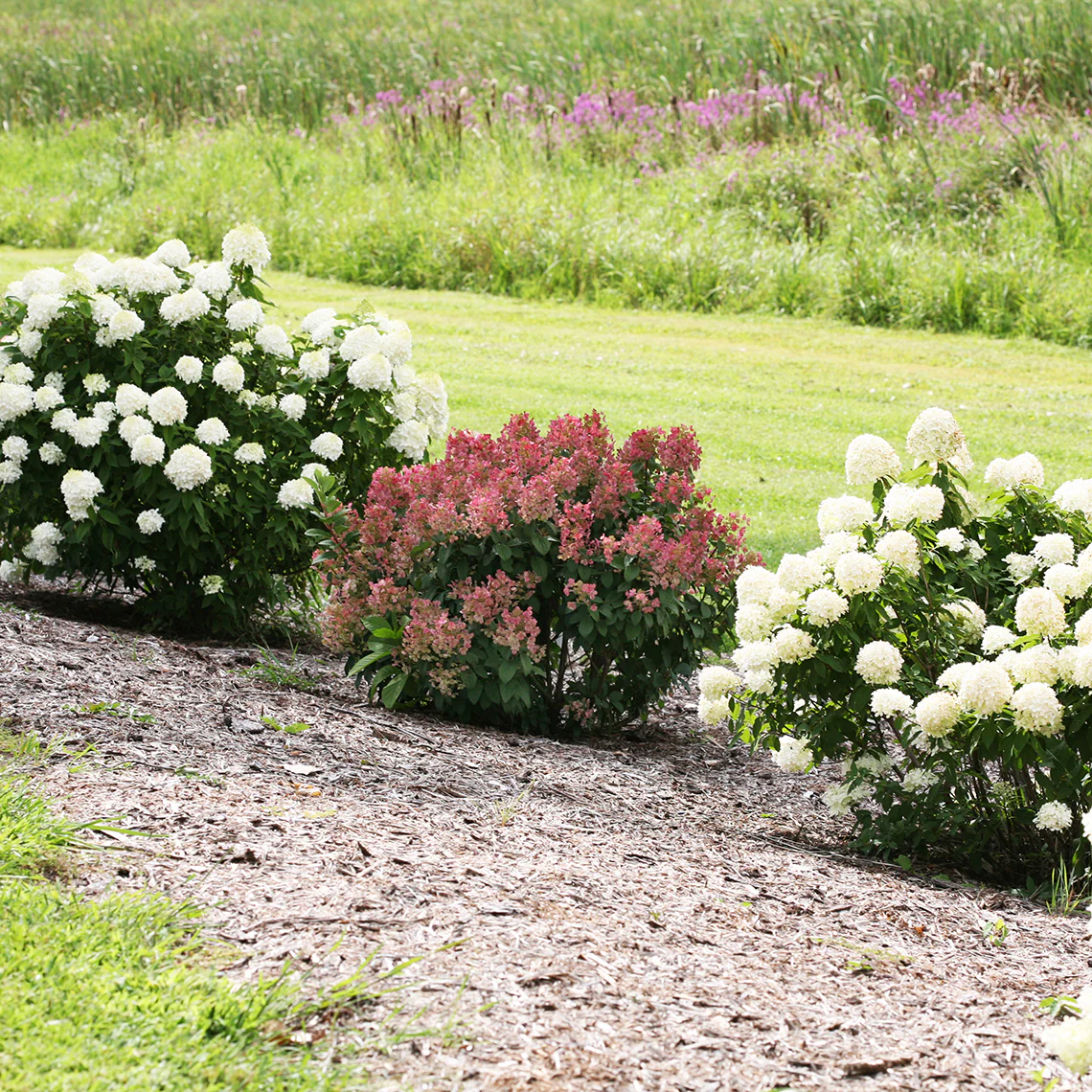 Little Quick Fire® Panicle Hydrangea - Image 4