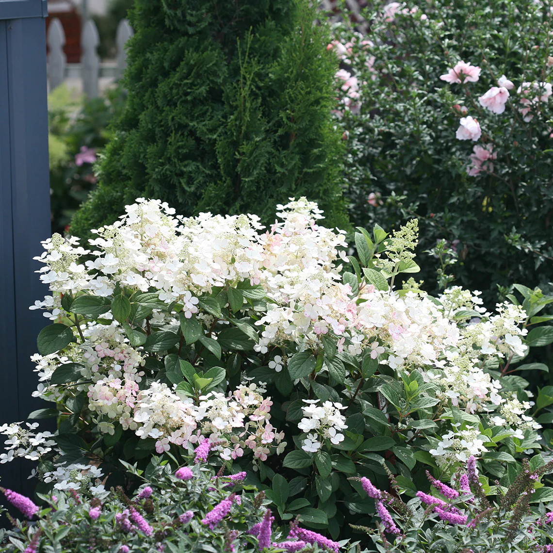 Little Quick Fire® Panicle Hydrangea - Image 5