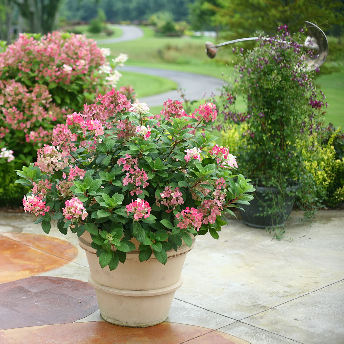Little Quick Fire® Panicle Hydrangea - Image 6
