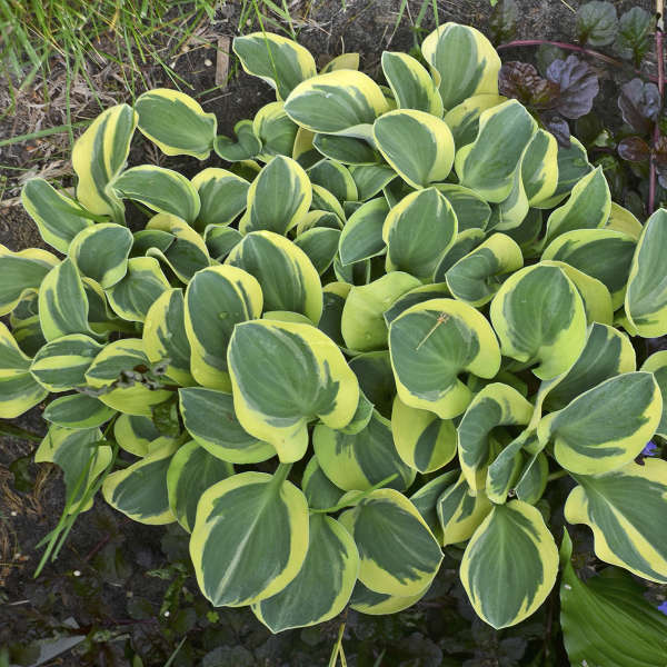 'Mighty Mouse' Hosta - Image 3