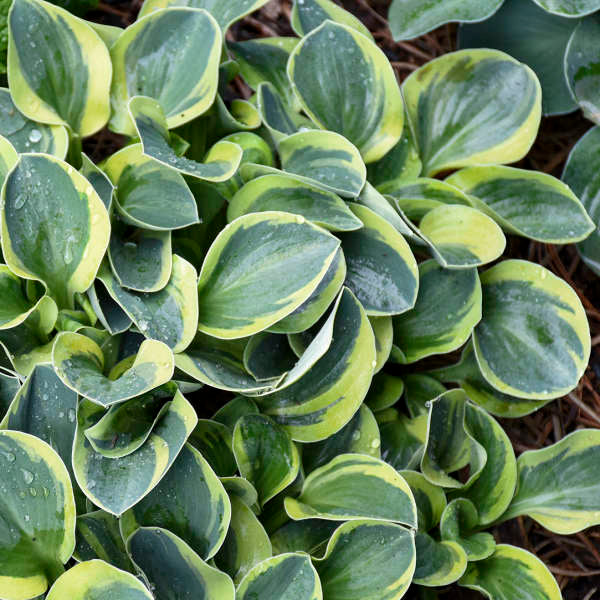 'Mighty Mouse' Hosta - Image 4