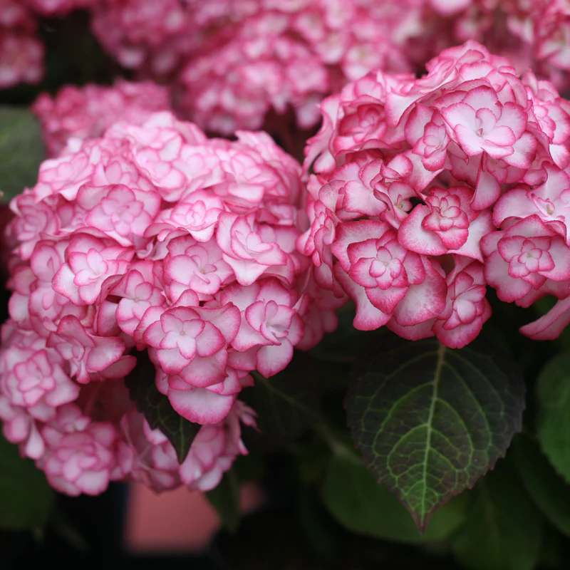 'Miss Saori' Bigleaf Hydrangea