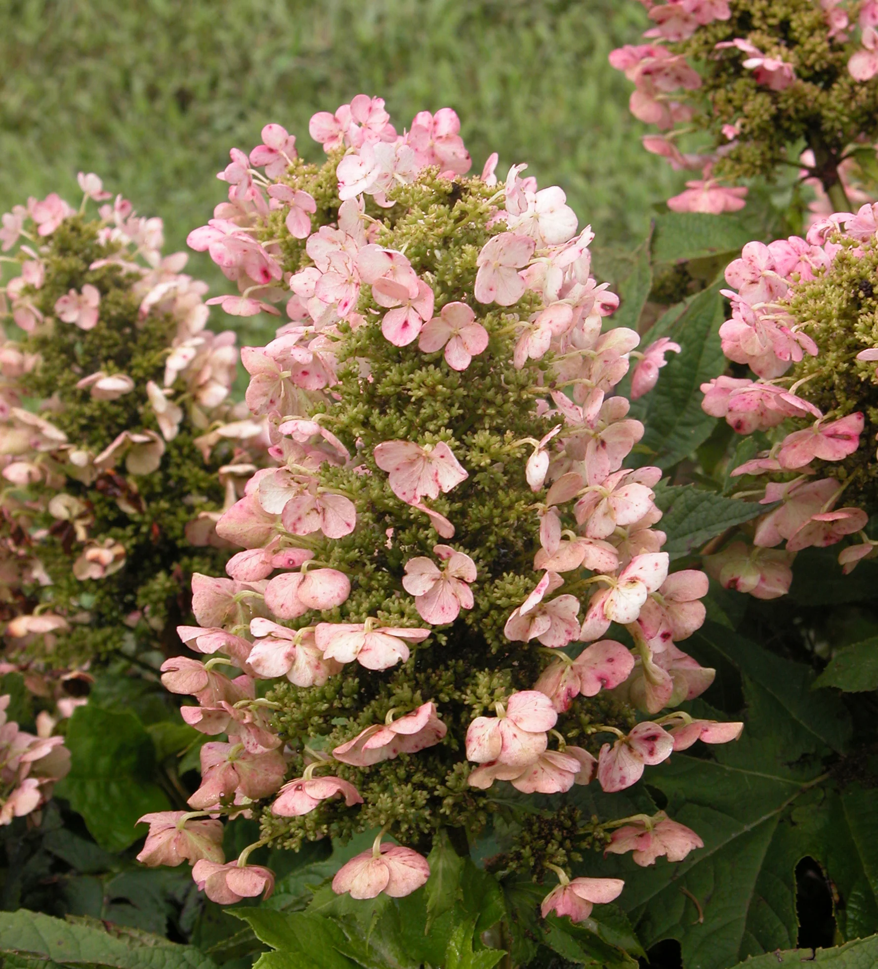 'Munchkin' Oakleaf Hydrangea - Image 3