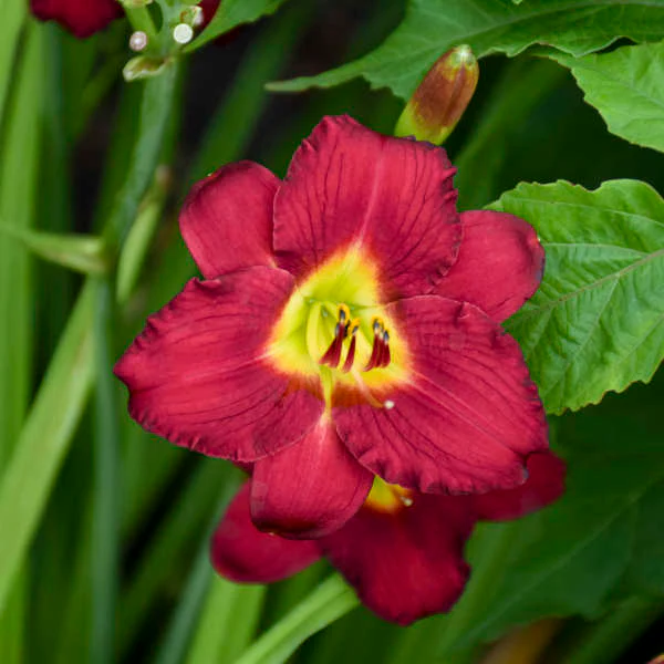 'Pardon Me' Daylily - Image 3