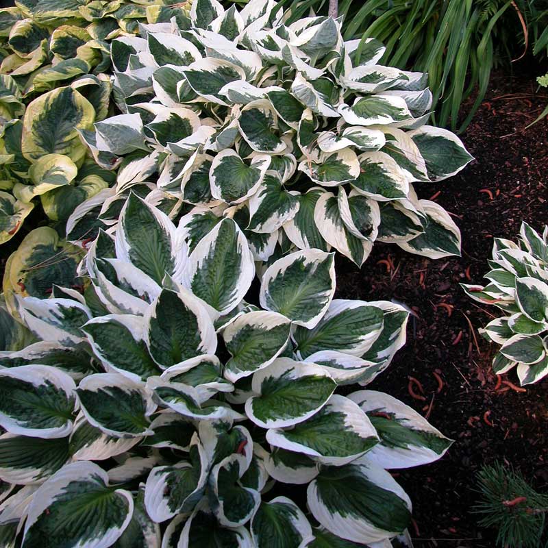'Patriot' Hosta - Image 3