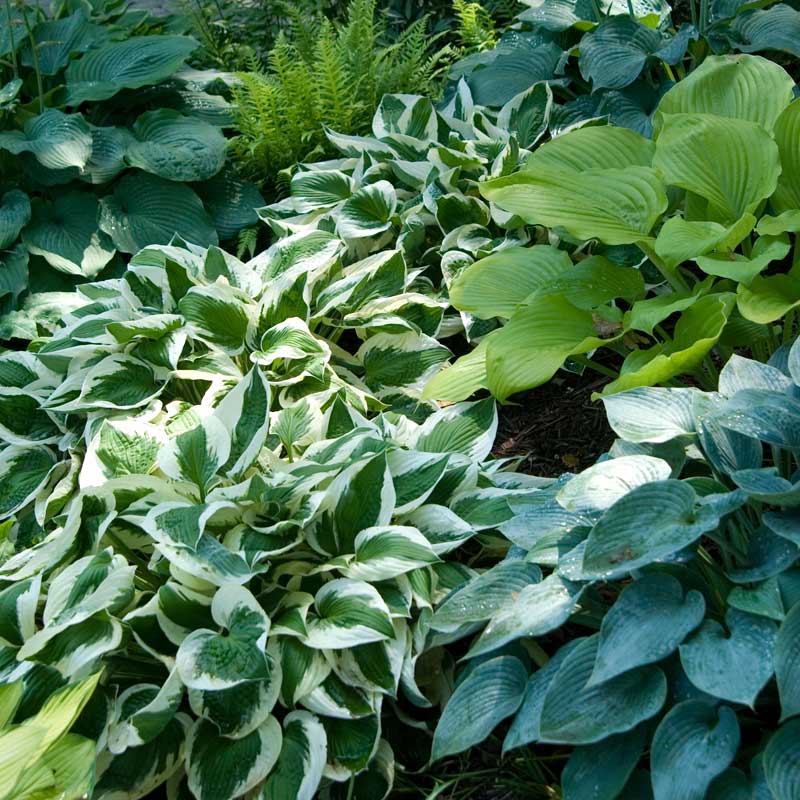 'Patriot' Hosta - Image 4