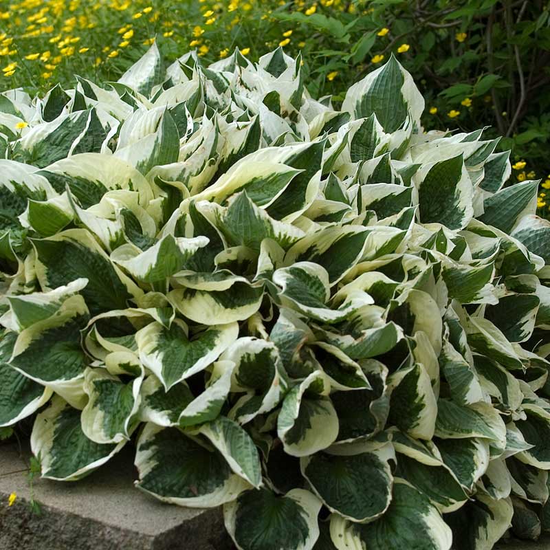 'Patriot' Hosta - Image 5