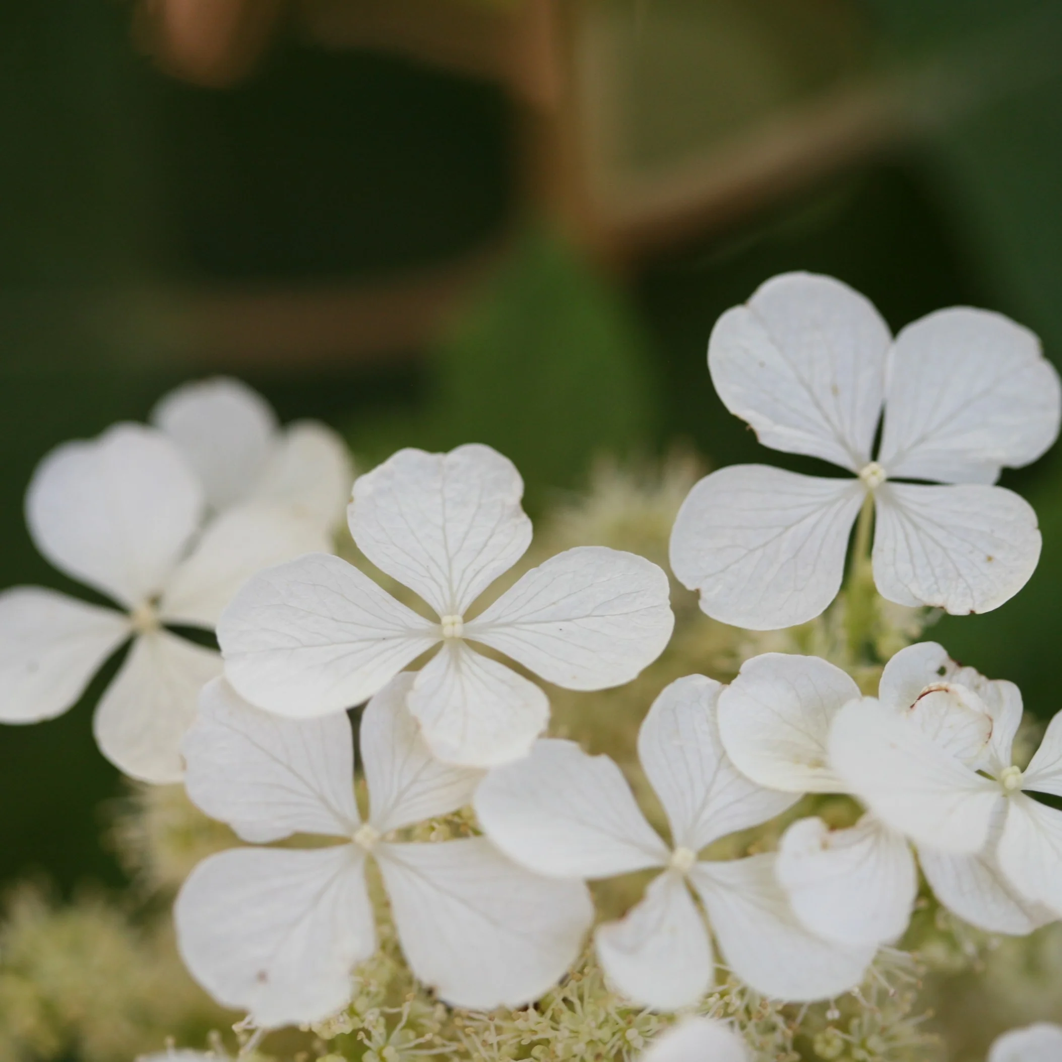 'Pee Wee' Oakleaf Hydrangea - Image 3