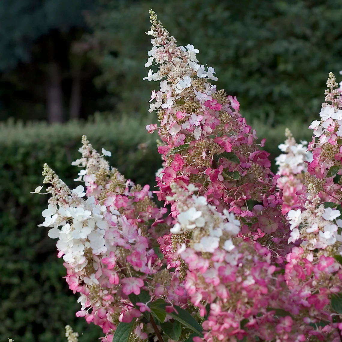 Pinky Winky® Panicle Hydrangea - Image 3