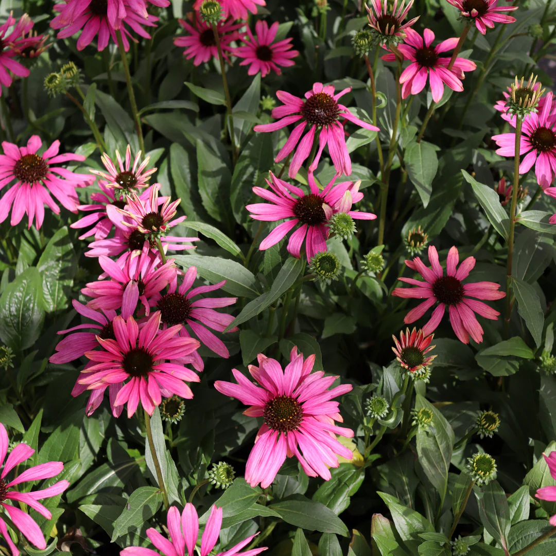 'Purple Emperor' Coneflower - Image 3