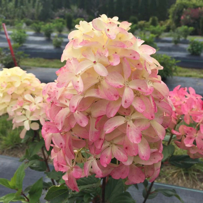 Quick Fire Fab® Panicle Hydrangea - Image 3