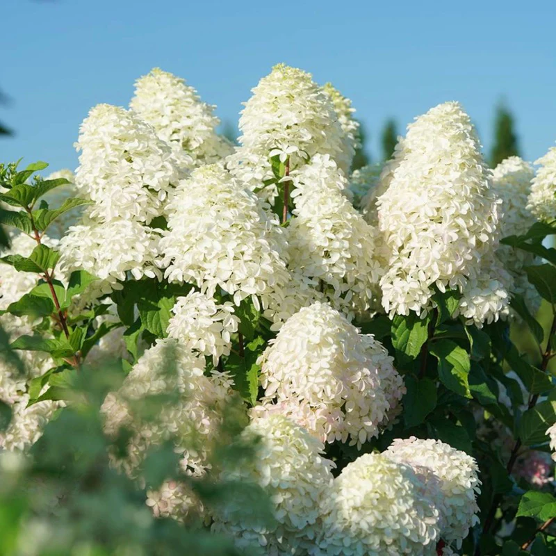 Quick Fire Fab® Panicle Hydrangea - Image 4