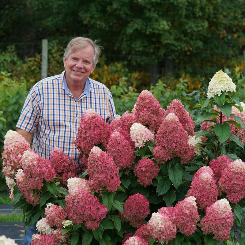 Quick Fire Fab® Panicle Hydrangea - Image 5