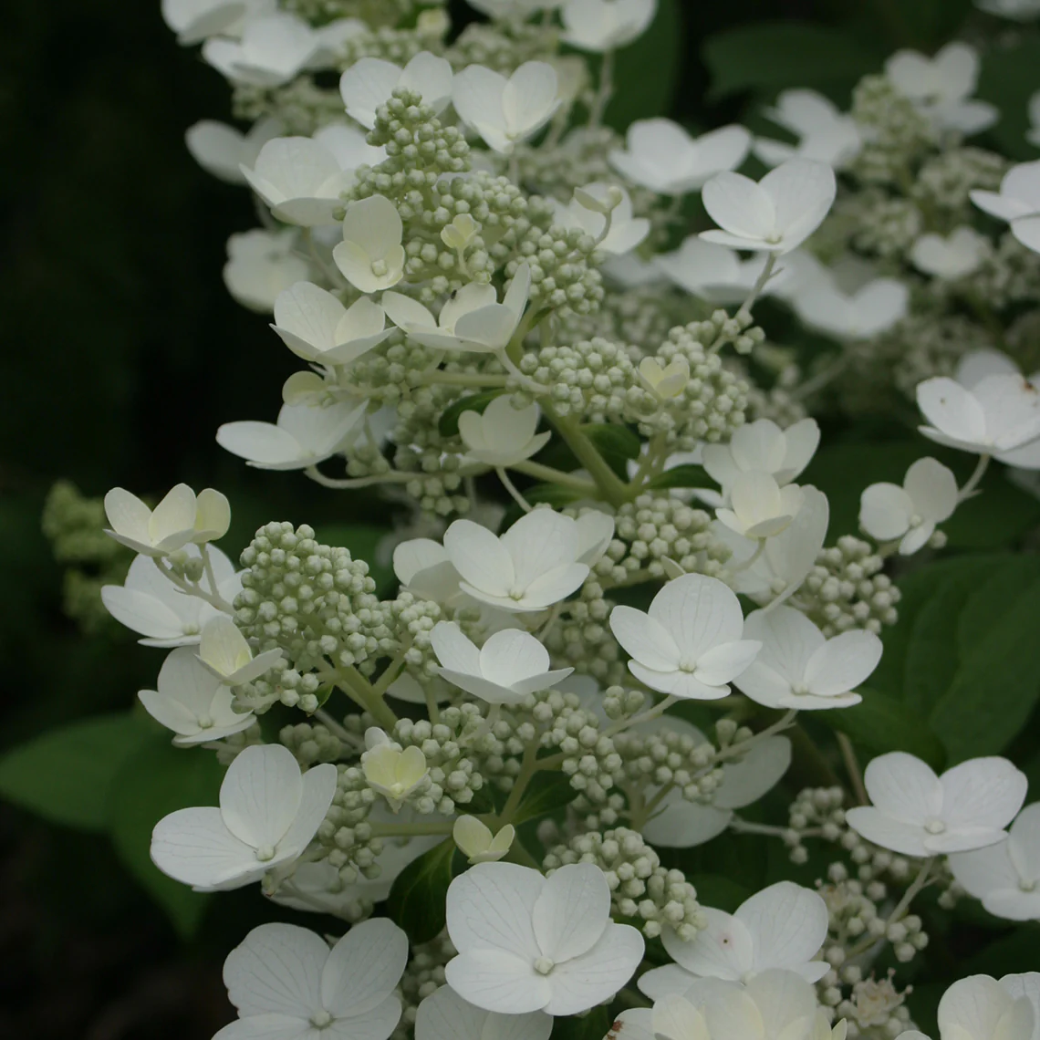 Quick Fire® Panicle Hydrangea - DISCONTINUED - Image 3