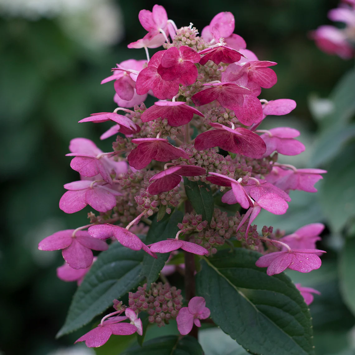 Quick Fire® Panicle Hydrangea - DISCONTINUED - Image 4