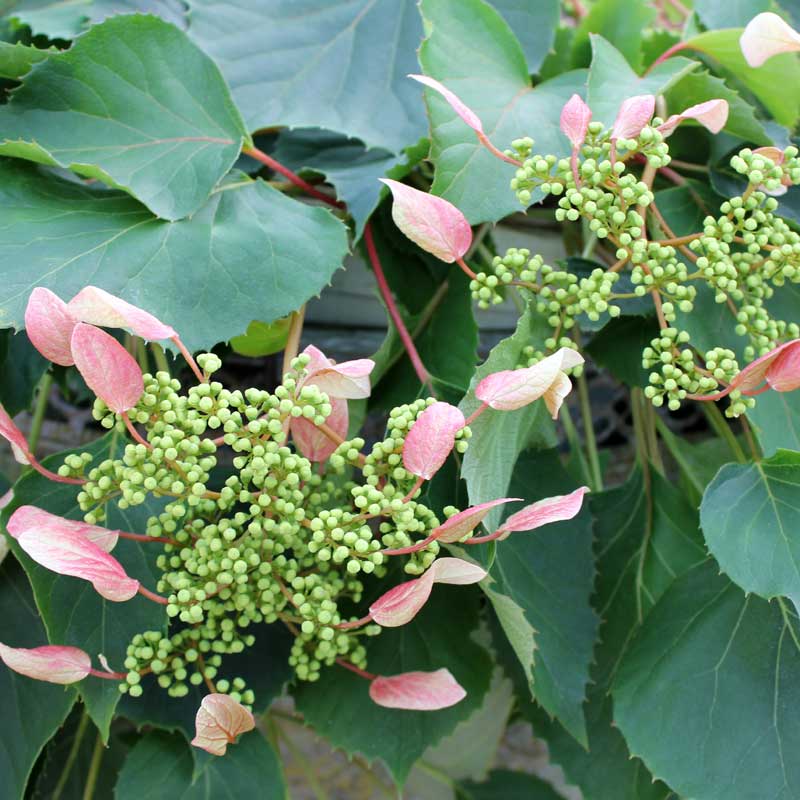 Rose Sensation™ False Hydrangea Vine - Image 3