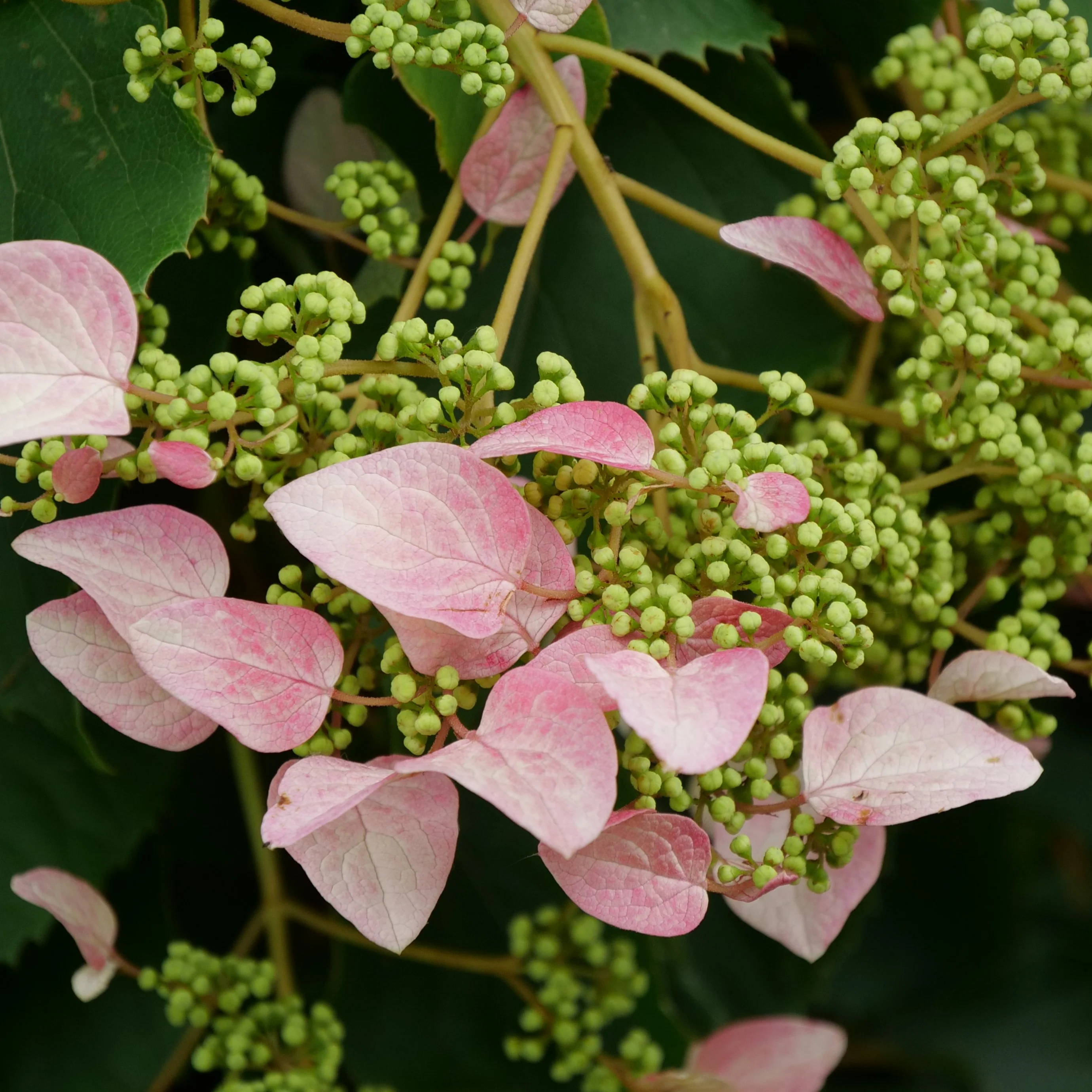 Rose Sensation™ False Hydrangea Vine - Image 4