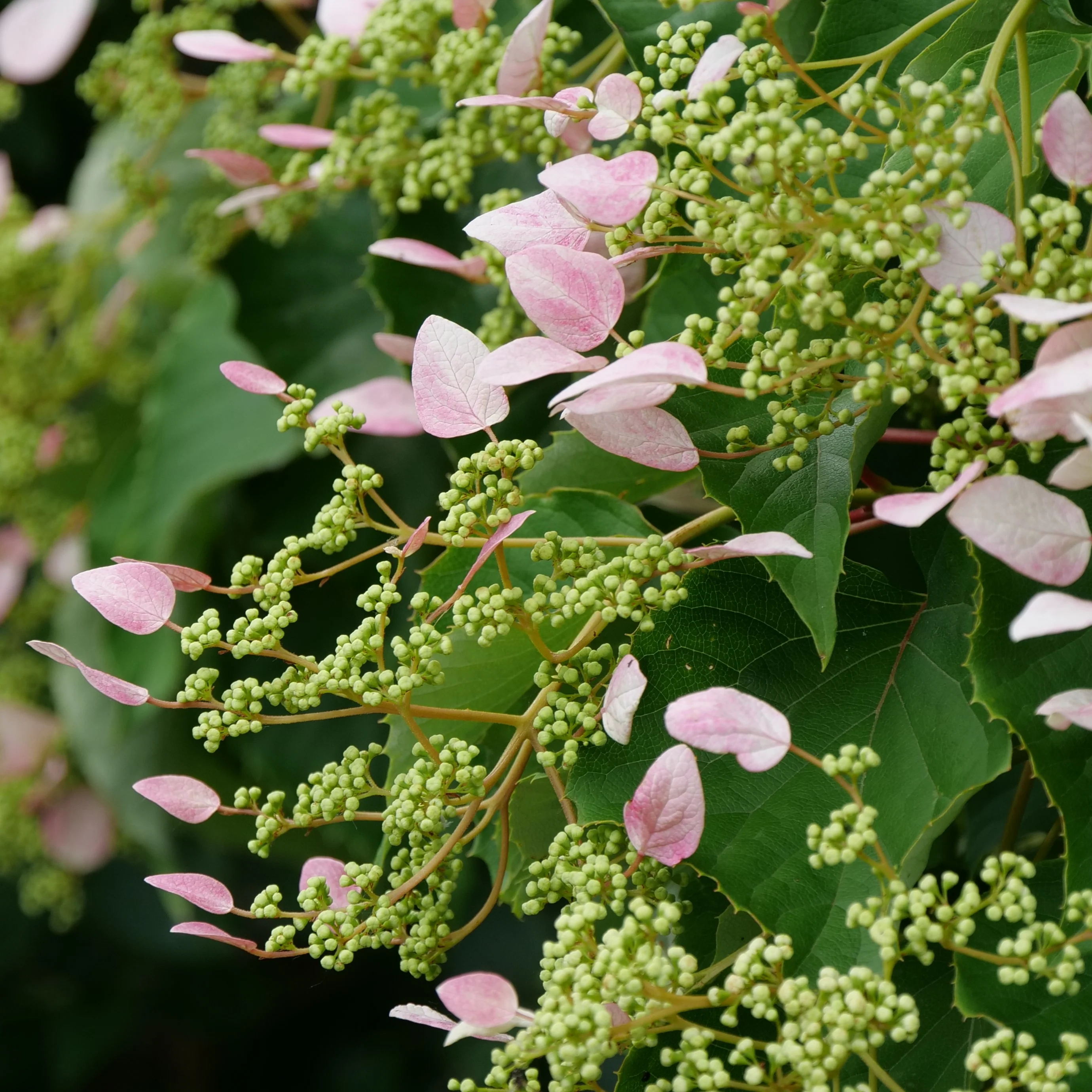 Rose Sensation™ False Hydrangea Vine - Image 5