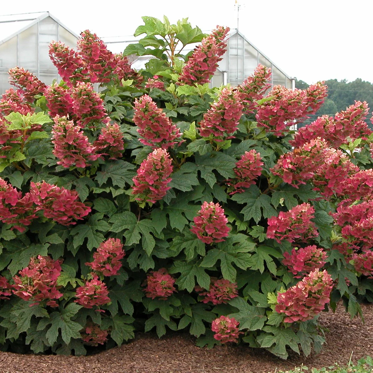 'Ruby Slippers' Oakleaf Hydrangea - Image 3