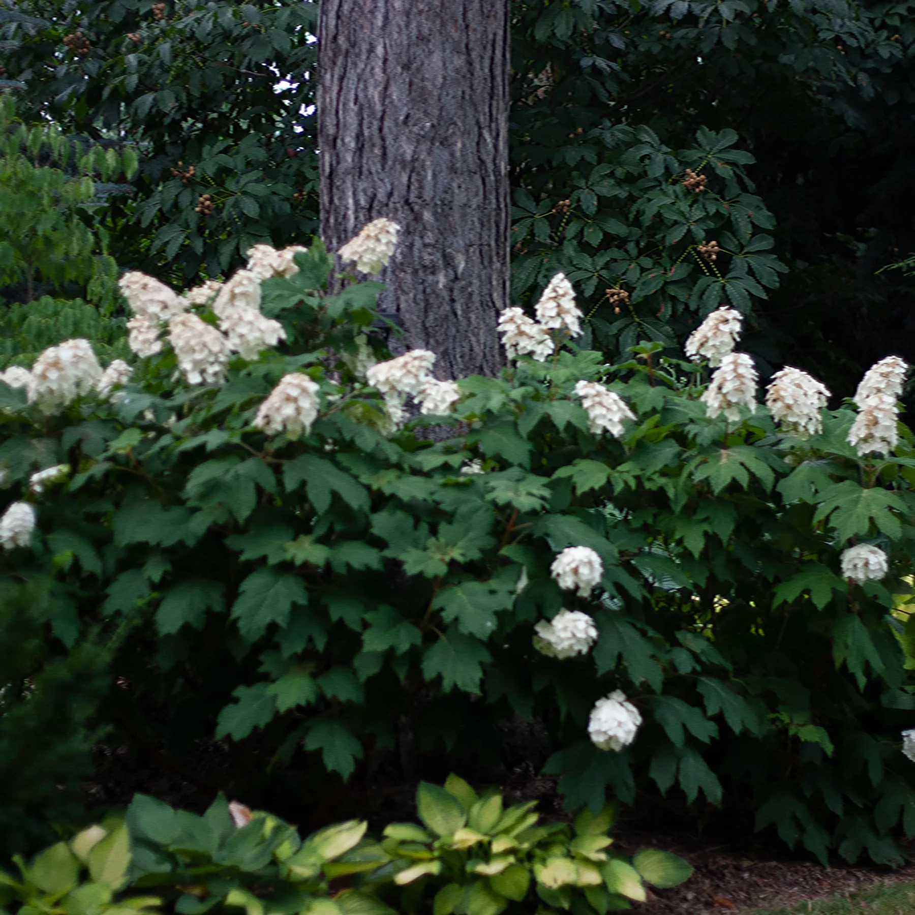 'Snow Queen' Oakleaf Hydrangea - Image 3