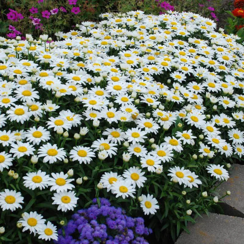 'Snowcap' Shasta Daisy - Image 3