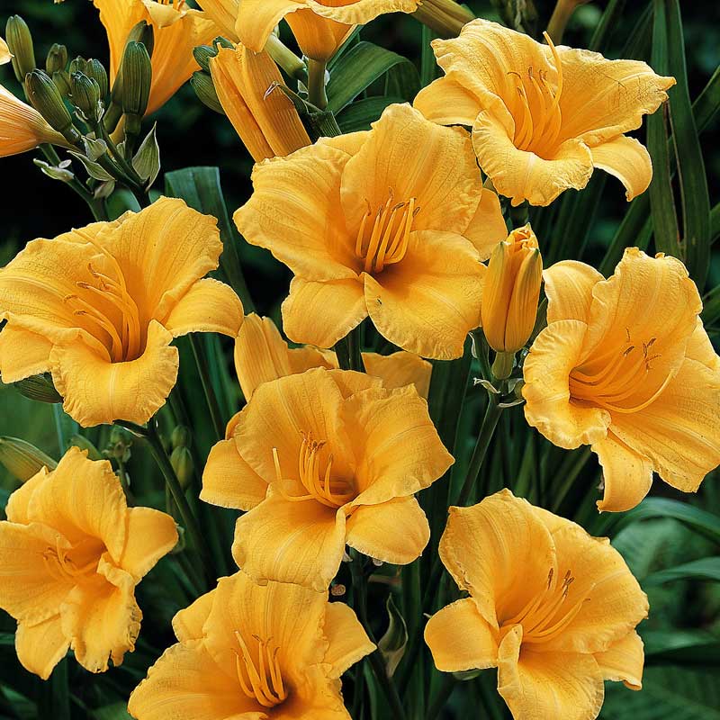 'Stella d'Oro' Daylily - Image 3
