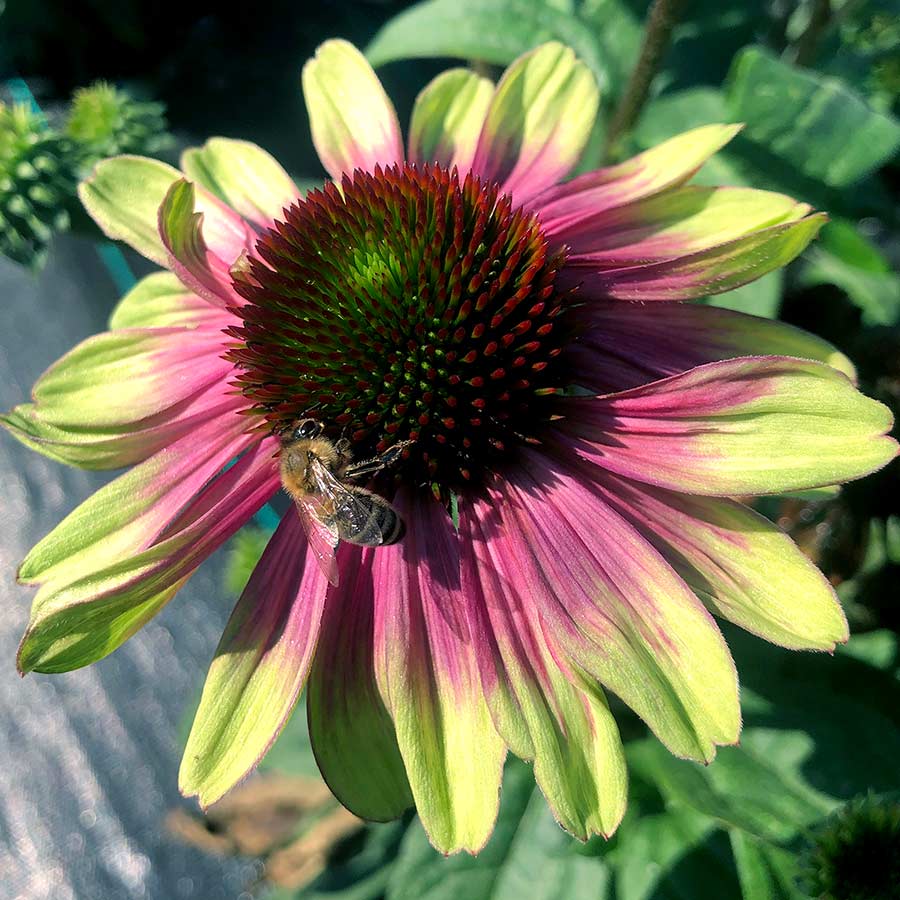 'Sweet Sandia' Coneflower - Image 3