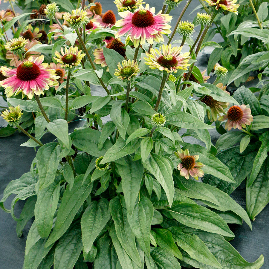 'Sweet Sandia' Coneflower - Image 4