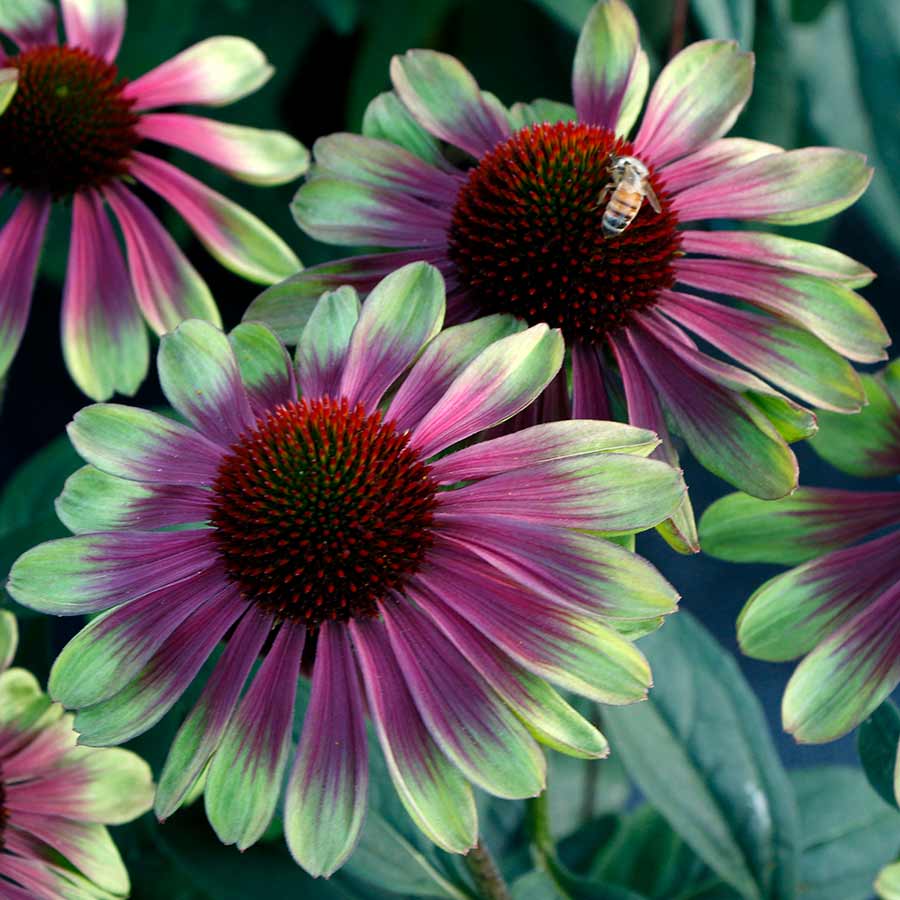 'Sweet Sandia' Coneflower - Image 5