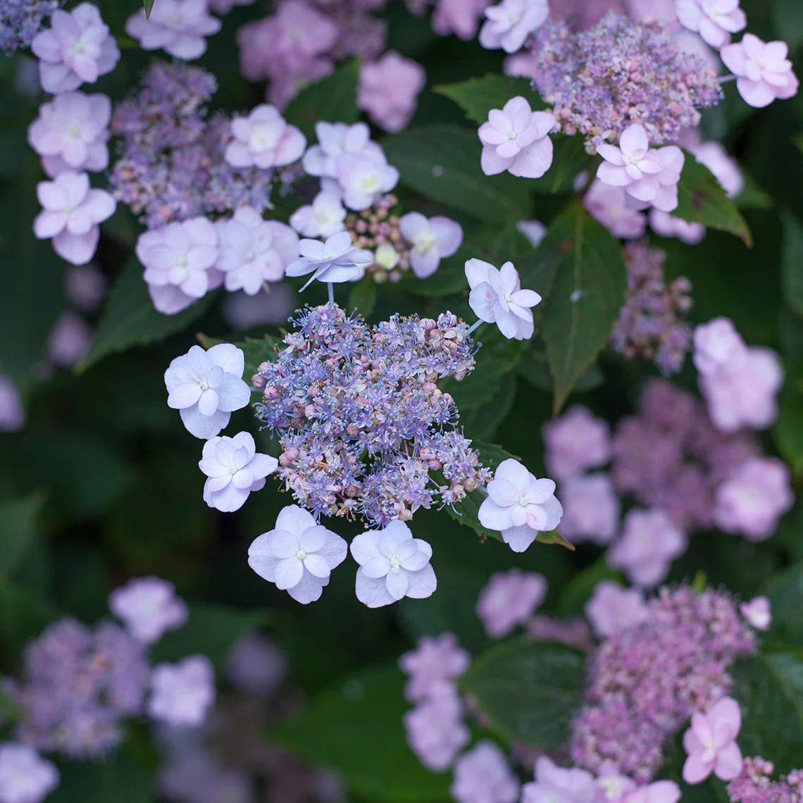 Tiny Tuff Stuff™ Mountain Hydrangea - Image 3