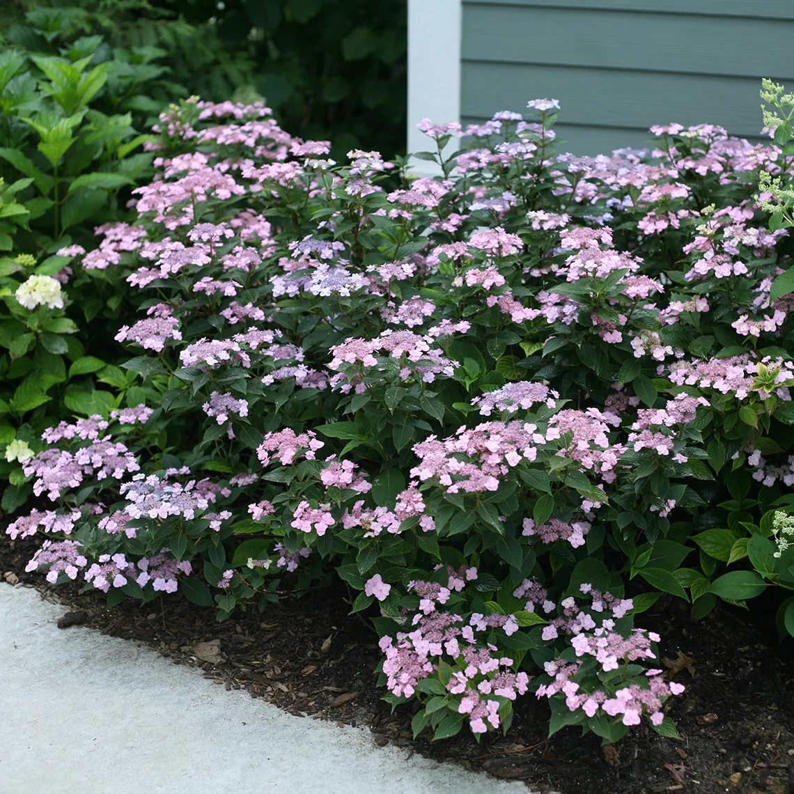 Tiny Tuff Stuff™ Mountain Hydrangea - Image 4