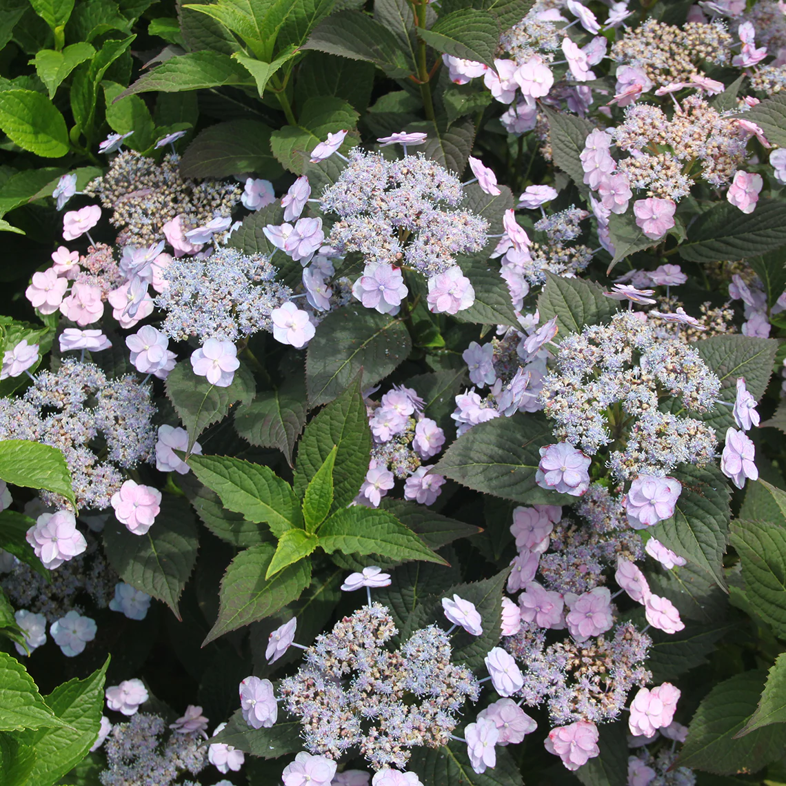 Tiny Tuff Stuff™ Mountain Hydrangea - Image 5
