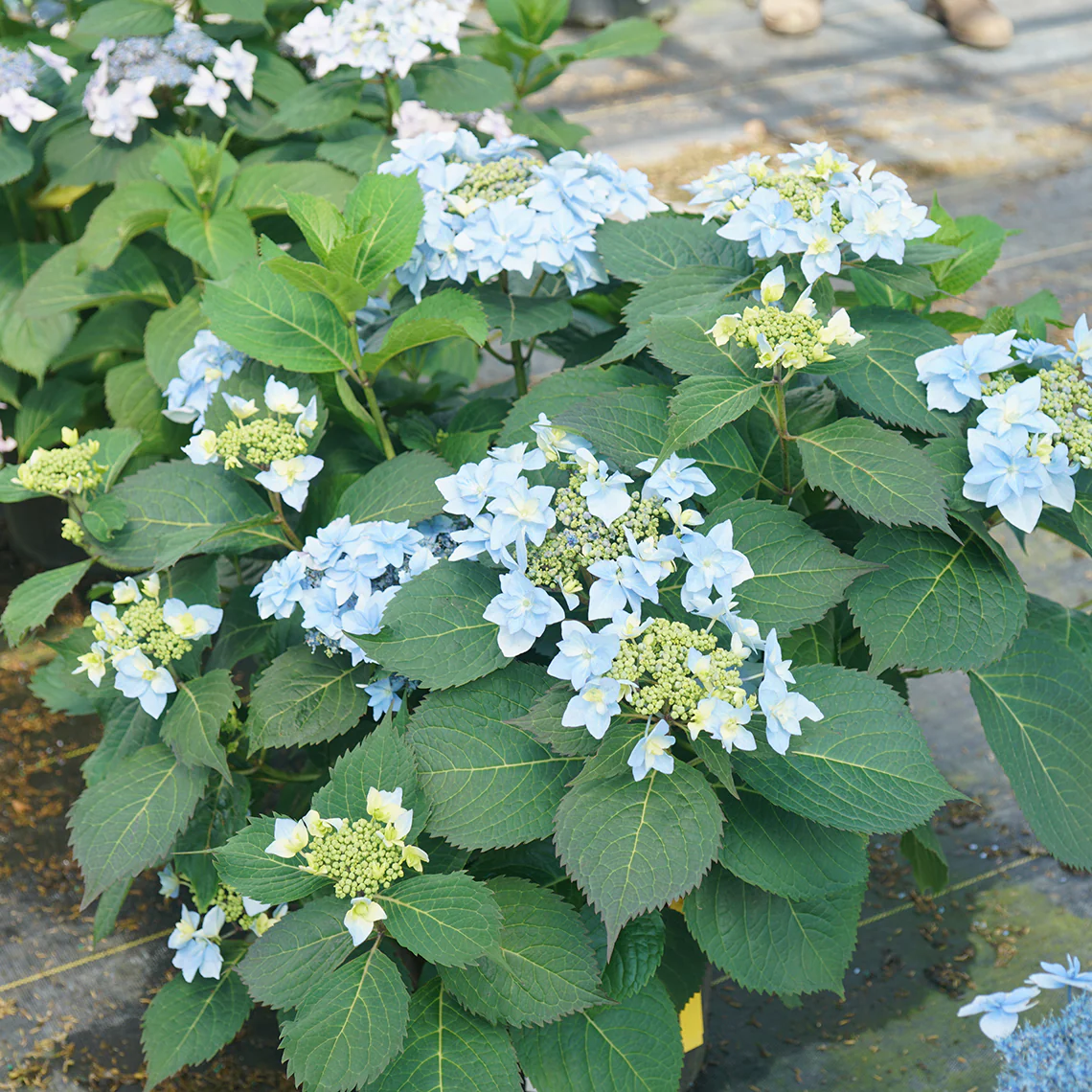 Tuff Stuff Ah-Ha® Mountain Hydrangea - Image 3