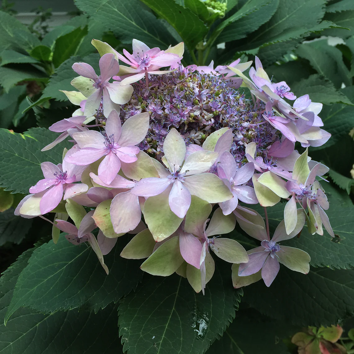 Tuff Stuff Ah-Ha® Mountain Hydrangea - Image 4