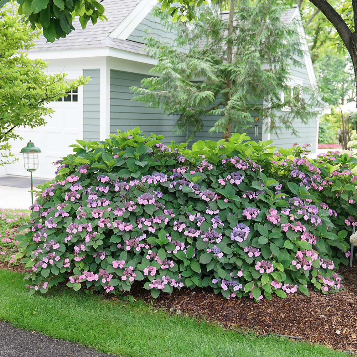 Tuff Stuff™ Mountain Hydrangea - DISCONTINUED - Image 3