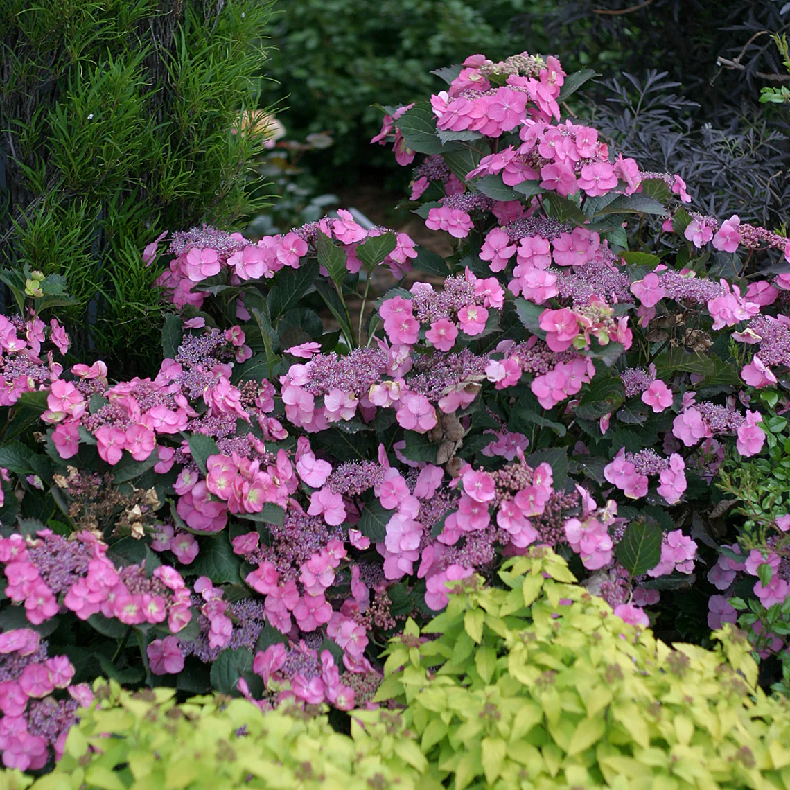 Tuff Stuff™ Mountain Hydrangea - DISCONTINUED - Image 4