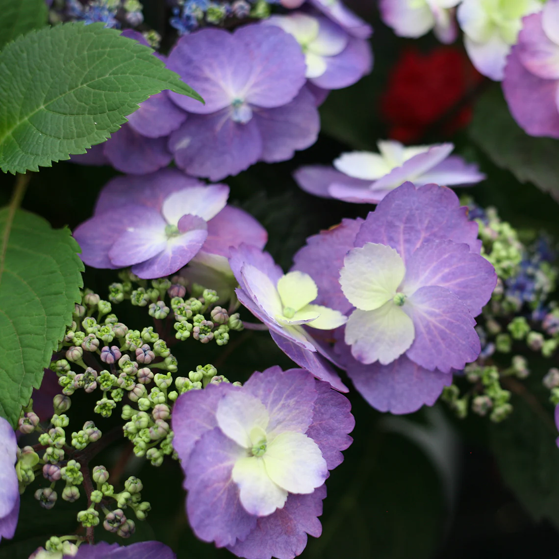 Tuff Stuff™ Mountain Hydrangea - DISCONTINUED - Image 5