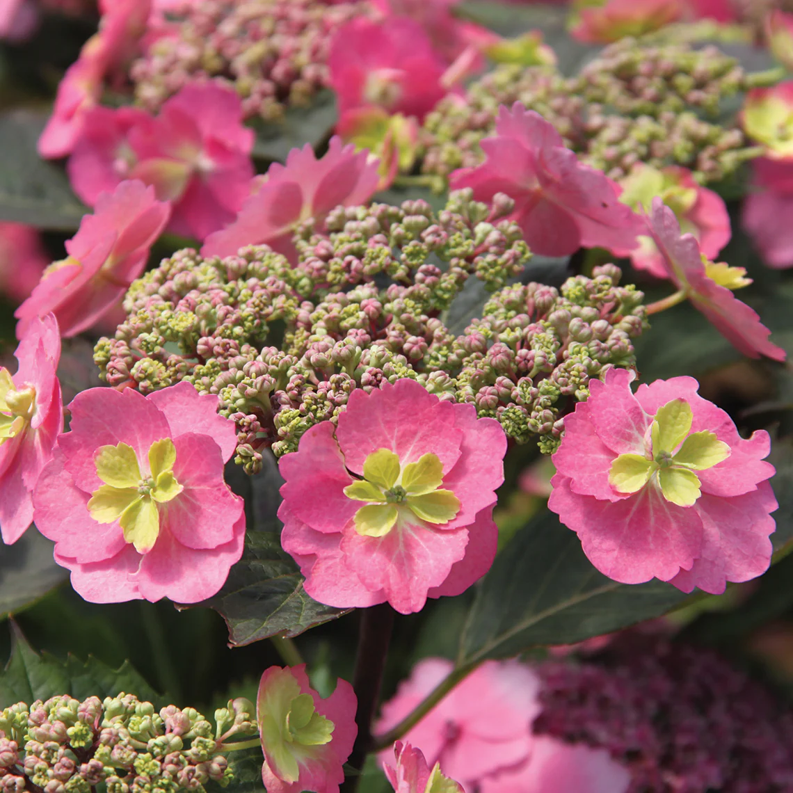 Tuff Stuff™ Mountain Hydrangea - DISCONTINUED - Image 6