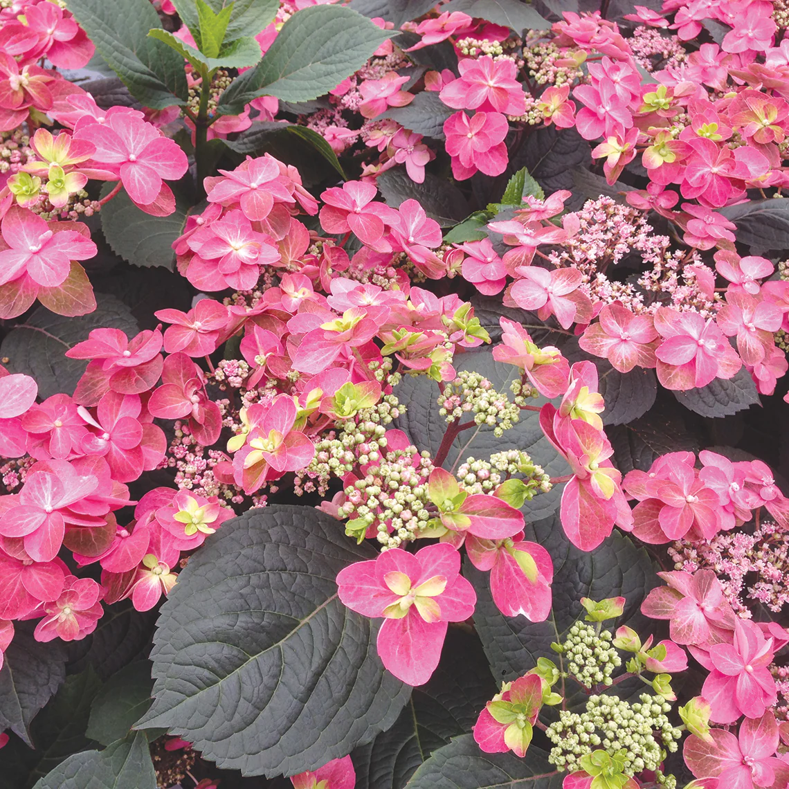Tuff Stuff™ Red Mountain Hydrangea - DISCONTINUED - Image 3