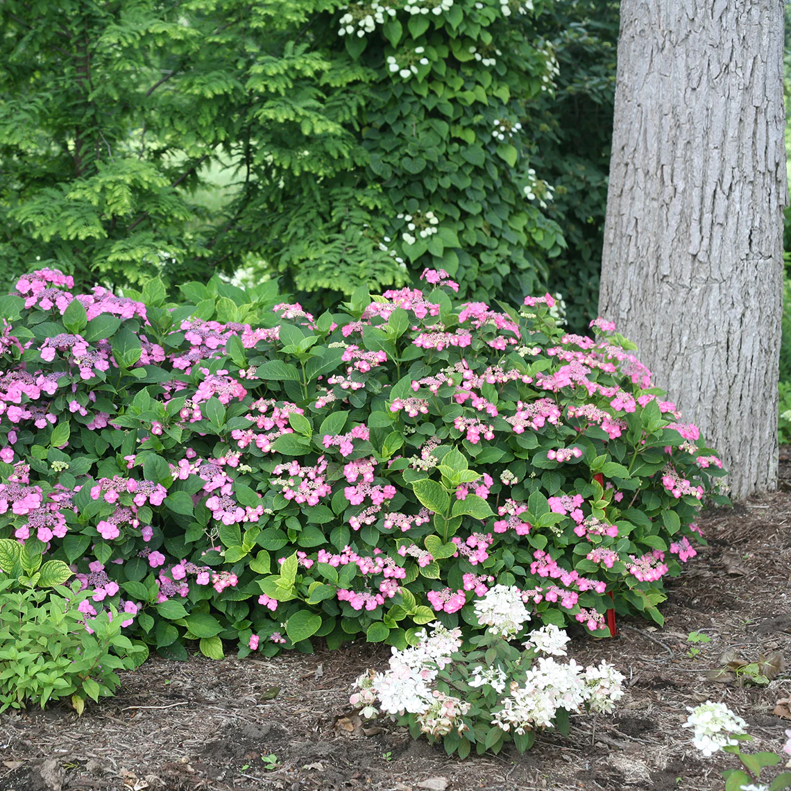 Tuff Stuff™ Red Mountain Hydrangea - DISCONTINUED - Image 4