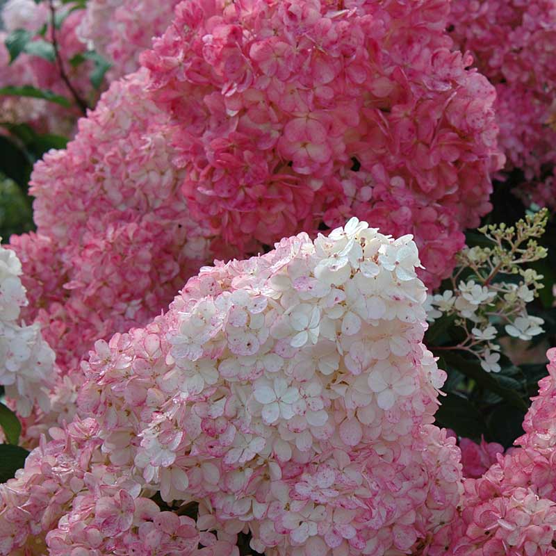 Vanilla Strawberry® Panicle Hydrangea - Image 3